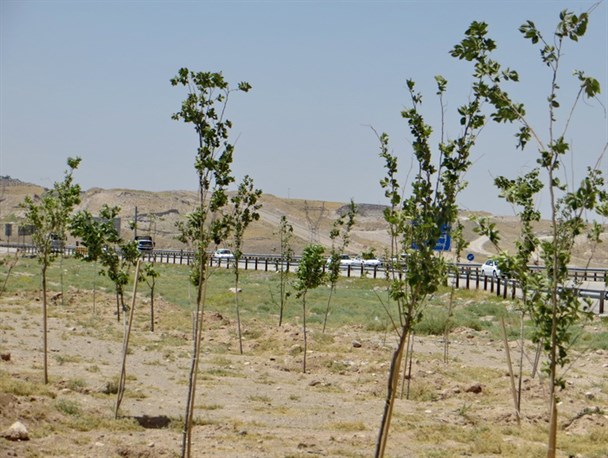 کاشت بیش از ۲۵ هزار اصله نهال در خمین