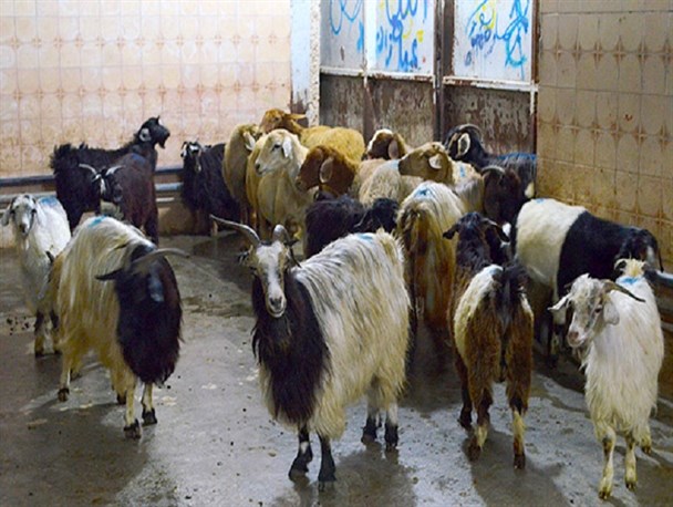 واحدهای سنتی بزرگترین مشکل کشتارگاه های دامی آذربایجان غربی