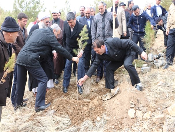 مسئولان میاندوآب، نهال کاری کردند + تصاویر