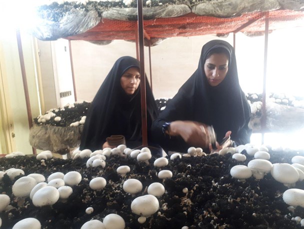 بانوی سوسنگردی برای خود کسب و کار ایجاد کرد