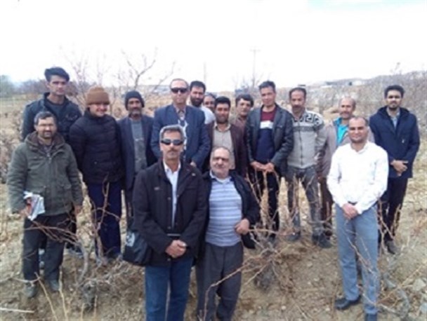 کارگاه آموزشی هرس و تغذیه باغات انگور در شهرستان بوانات برپا شد+ تصاویر