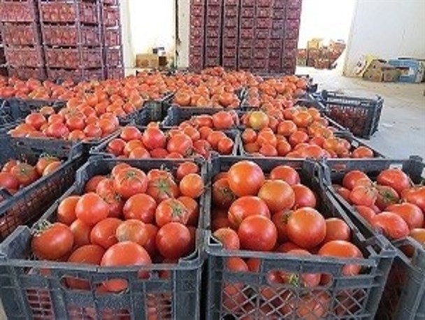 موفقیت کشاورزان نمونه شهرستان میرجاوه با صادرات 50 تن گوجه فرنگی به روسیه