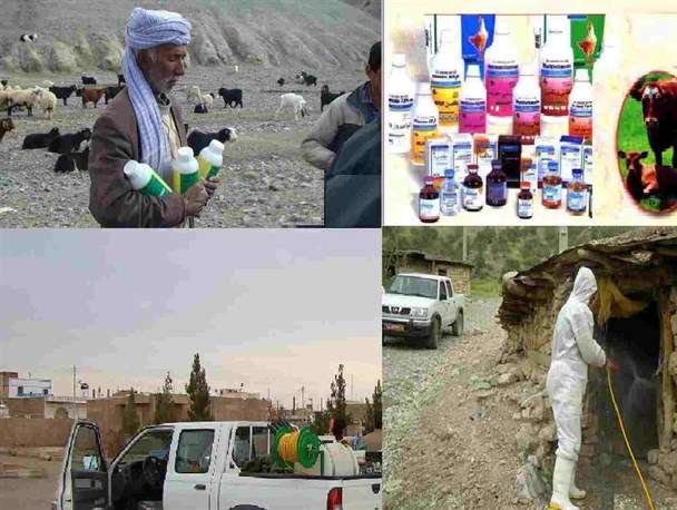 توزیع بیش از هزار و500 لیتر سم وشربت رایگان بین دامداران شهرستان قاینات