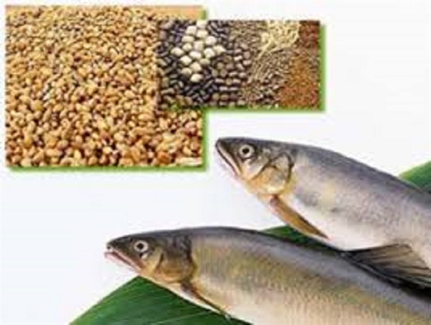صادرات 500 تن خوراک آبزیان از چهارمحال وبختیاری