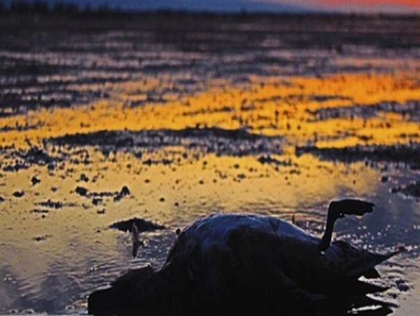 میانکاله قربانی «بوتولیسم» یا «نادانیسم»؟!/ پازل اما و اگرهای مرگ پرندگان مهاجر نیمه تمام ماند