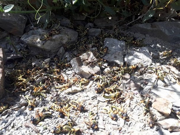 مبارزه با ملخ صحرایی به مرز ۹۰۰هکتار رسید