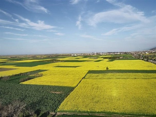 زیبایی مسحورکننده مزارع کلزا در شرق مازندران