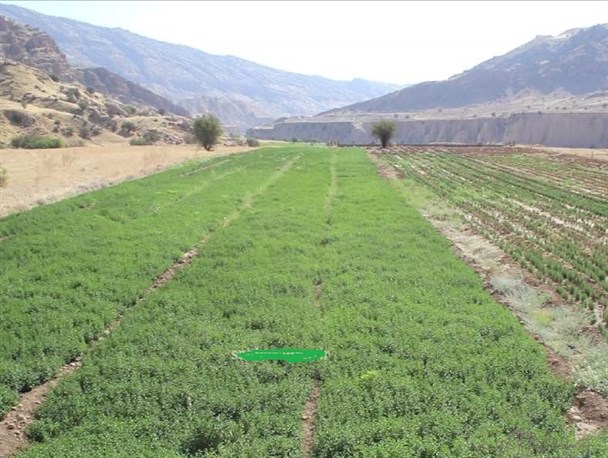 لبیک کشاورزان لنده‌ای در تحقق بیانیه گام دوم+تصاویر