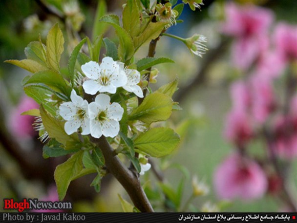 بهار مازندران در قاب تصویر