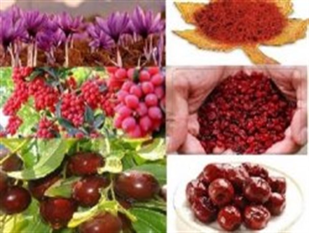 سرمایه گذاری در استان باید توجیه اقتصادی داشته باشد / بعضی از محصولات استان خرید تضمینی ندارد