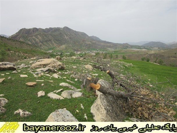 چراغ زمین خواری در معمولان روشن شد/افراد سودجو 80 اصله درخت و درختچه را قطع کردند+عکس