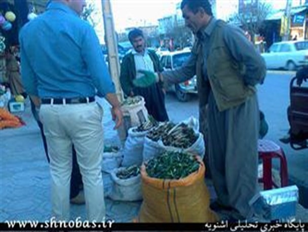 برداشت بی رویه گیاهان کوهی در اشنویه/ زنگ خطر انقراض 60 نوع گیاهی کوهی به صدا درآمد