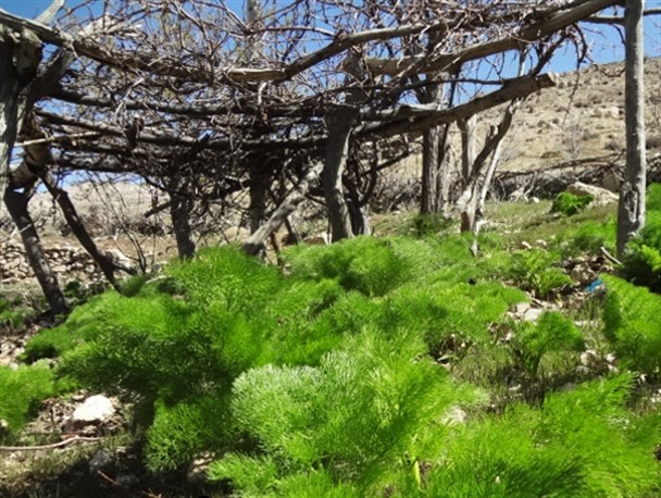 منطقه ریزک بهمئی بهشتی گمشده در دل کوهستان+تصاویر
