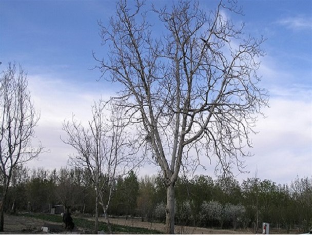 دل کشاورزان اصفهانی از بی کفایتی مسئولان و بی عدالتی رنجور است/ حق آبه هایی که بیهوده هدر می رود
