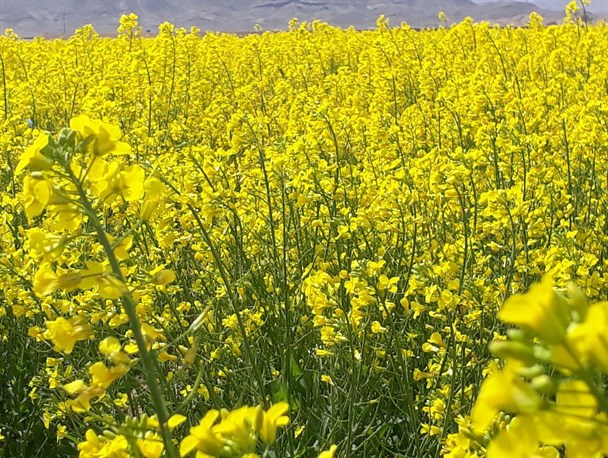 مزارع کلزا شهرستان سربیشه در قاب تصویر