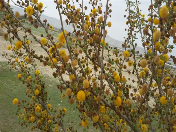 طبیعت بهاری روستای گرمشت خنج در قاب دوربین