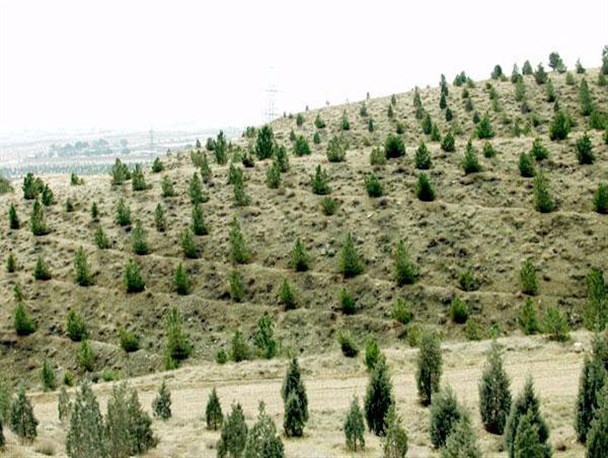 ۲۳۰۰ هکتار جنگل کاری در اراضی ملی طی ۱۲ سال