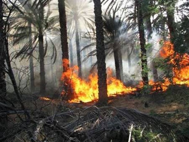 مهار آتش سوزی نخلستان وکیل آباد میرجاوه