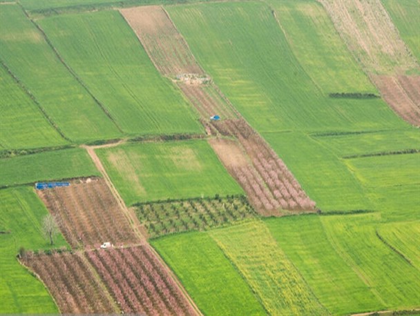 عقب ماندگی رشد دیم زارها به علت کم بارشی‌ها/ برنامه ریزی کشاورزان برای کاهش سطح زیر کشت بهاره