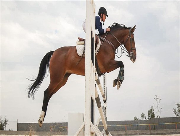 ۱۵ دوره مسابقات سوارکاری امسال در استان زنجان برگزار می‌شود