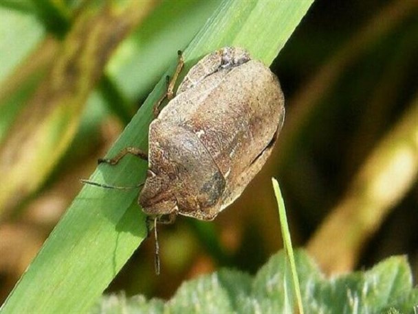 کشاورزان در زمان مناسب برای مبارزه با سن مادر اقدام کنند