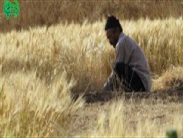 آغاز برداشت جو از مزارع شهرستان خوروبیابانک