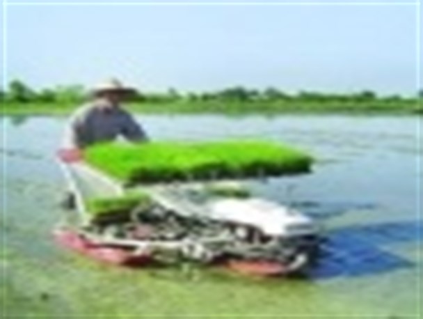 کشت مکانیزه برنج در بیش از دو هزار هکتار از شالیزارهای نکا