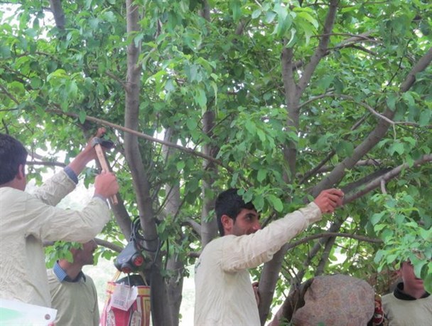 اردوی جهادی یک روزه بسیج سازندگی و هرس درختان مرکبات در روستاهای جوانرود