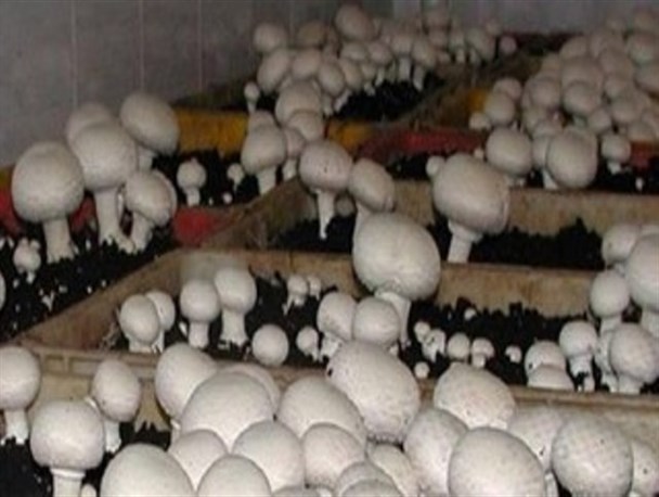 بانویی که اقتصاد مقاومتی را در خانه معنا کرد