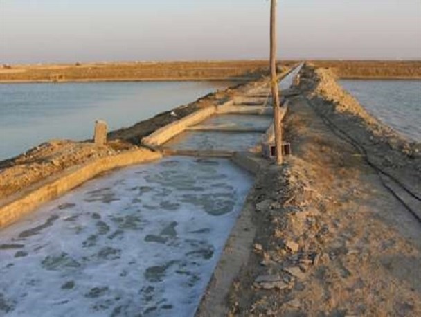 کشت میگو در سطح ۳۰۰ هکتار از استخرهای گواتر چابهار آغاز شد