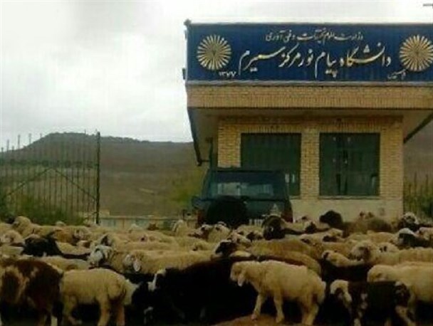 قانون شکنانی که قانون در برابرشان کم می آورد/ سمیرم، شهر یا چراگاه؟ +تصویر