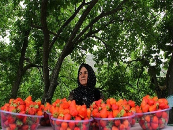 برداشت نوبرانه توت فرنگی در سنندج/ « طلای سرخ » پیشکشی مردم کردستان در دیار اصالت