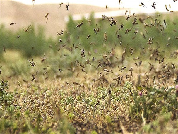 امحا کانون‎های هجوم ملخ به مراتع دشت مغان