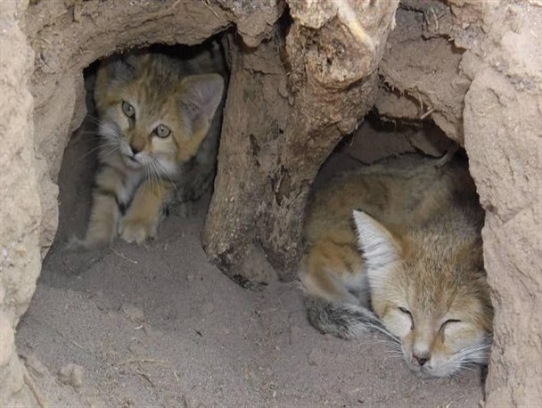 افزایش جمعیت گربه شنی سیستان و بلوچستان در پی بارش های بهاری