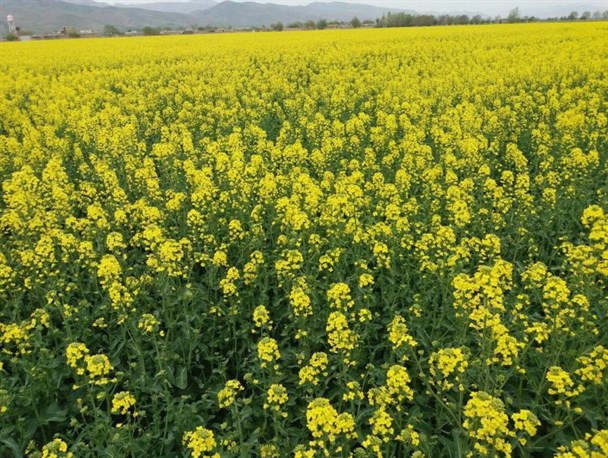 «کلزا» محصولی «استراتژیک» و نیازمند حمایت مسئولان/ برداشت ۱۵۰۰ تن «دانه روغنی» کلزا در نهاوند