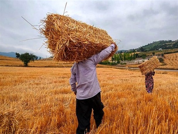 قیمت جدید خرید تضمینی گندم برای کشاورز صرفه اقتصادی ندارد