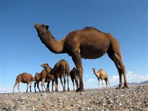 آموزش استفاده از گردنبند شب رنگ به ۲۰۰نفر از ساربانان منطقه بزمان