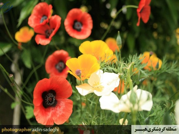 طبیعت زیبای بهاری هیر / تصاویر