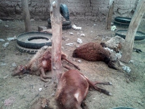 حمله گرگ های گرسنه به روستای علی آباد، جان ۶ راس گوسفند را گرفت