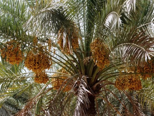صادرات فله برای ایران؛ بسته بندی و سود برای امارات