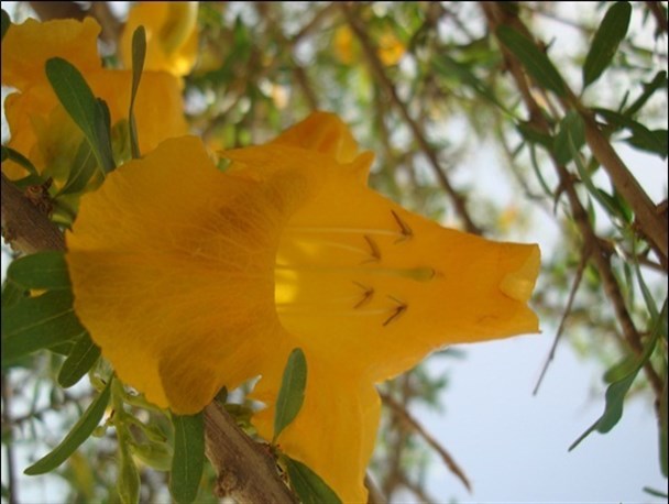 انارشیطان(سونگ)، یکی از صد درخت زیبای دنیا