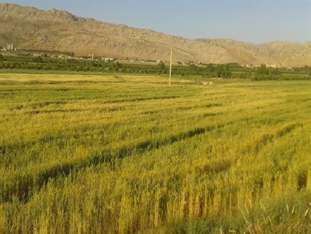 گندم زارهای دشت روم در کهگیلویه و بویراحمد به روایط تصویر