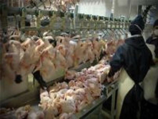 معدوم کردن۱۷۰۰کیلوگرم مرغ غیرقابل مصرف در آبیک