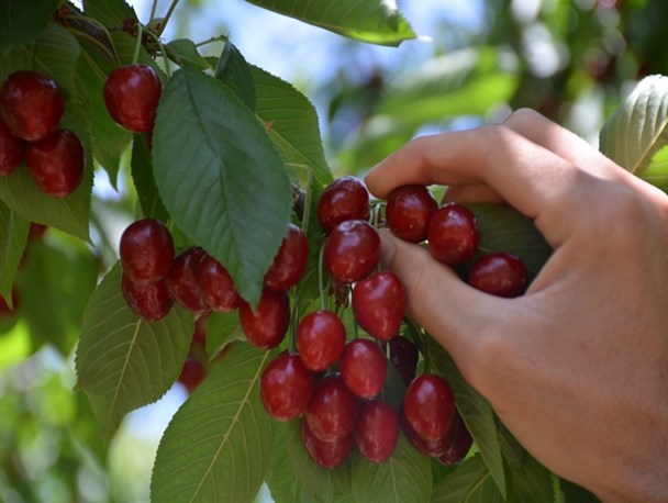 آغاز برداشت آلبالو از سطح ۲۰۰ هکتار باغات استان کرمانشاه