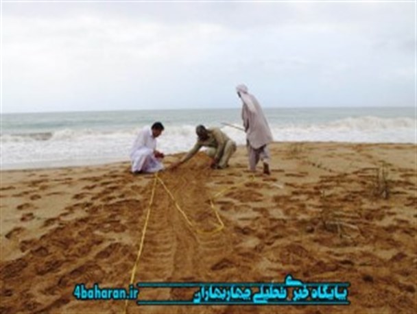کار پایش سواحل لانه سازی لاکپشتهای دریایی در شهرستان چابهار آغاز شد