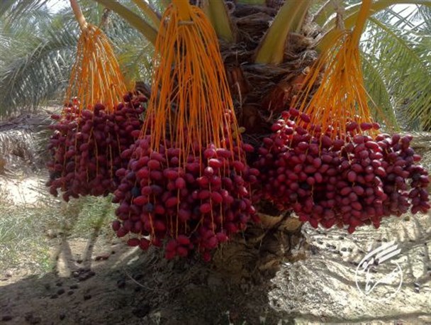 تصاویر/ محصول‌دهی درختان خرما در شهرستان سراوان