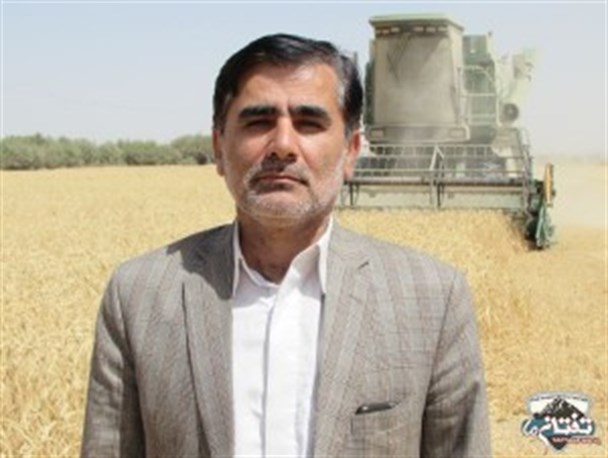 برداشت ۲۵ تن گندم از سطح ۹۳۰۰ هکتار از اراضی شهرستان خاش