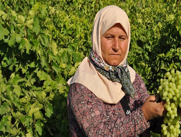 آغاز برداشت انگور از تاکستان های سر سبز خلیل آباد