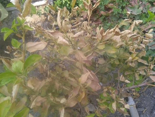 خشکیدگی درختان مرکبات در اثر گرمای شدید/تصاویر