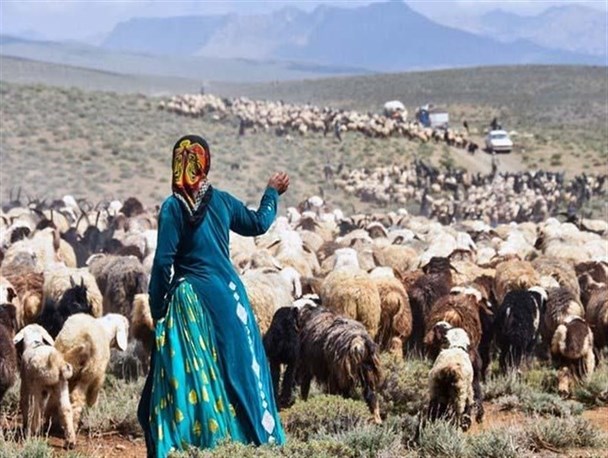 تولید بیش از ۱۰ هزار تن گوشت قرمز توسط عشایر در چهارمحال و بختیاری